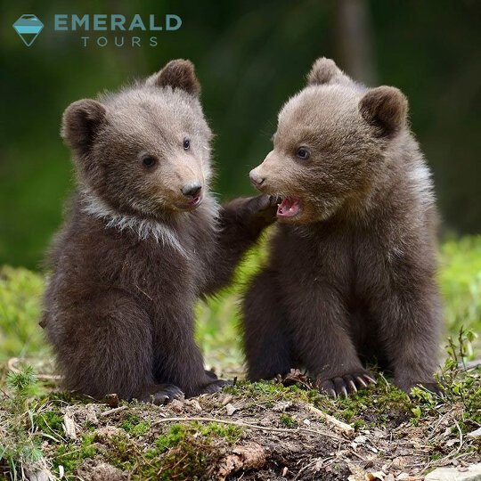 Emerald Tours: Super Earlybear Deals