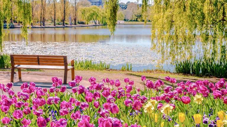 Capital Blooms